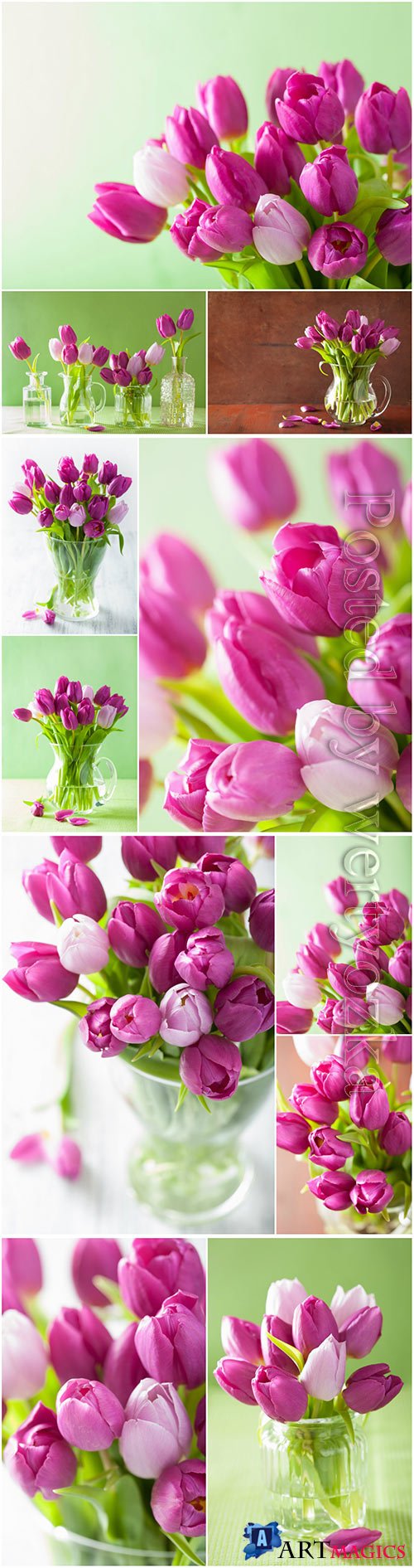Tulips, spring flowers beautiful stock photo