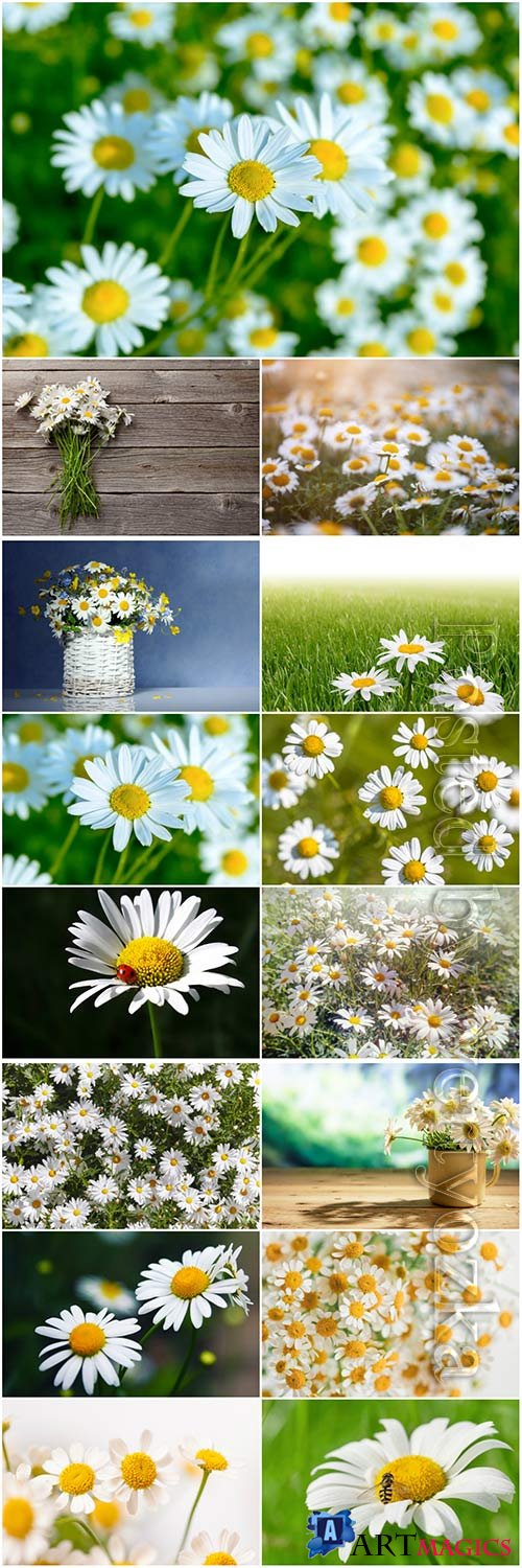 White daisies beautiful stock photo