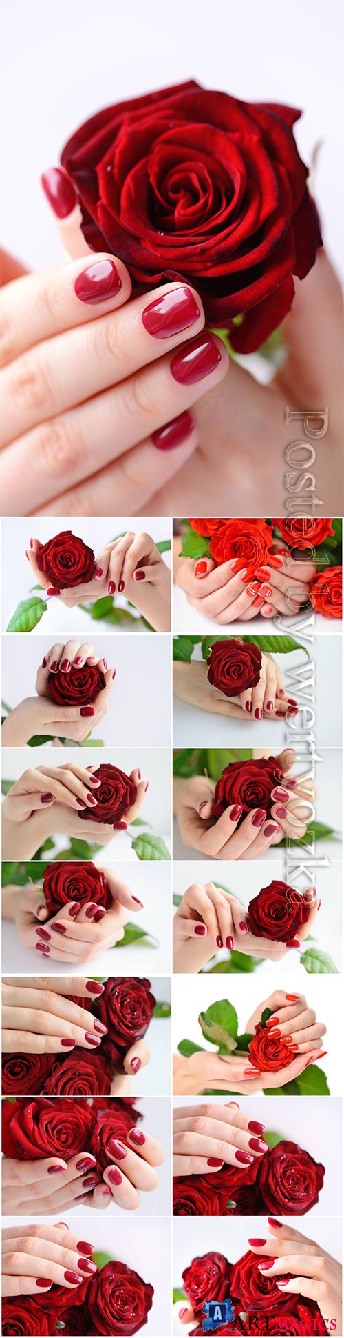 Manicure, female hands with a rose beautiful stock photo