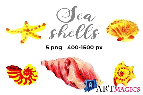 5 watercolour seashells - 4649677