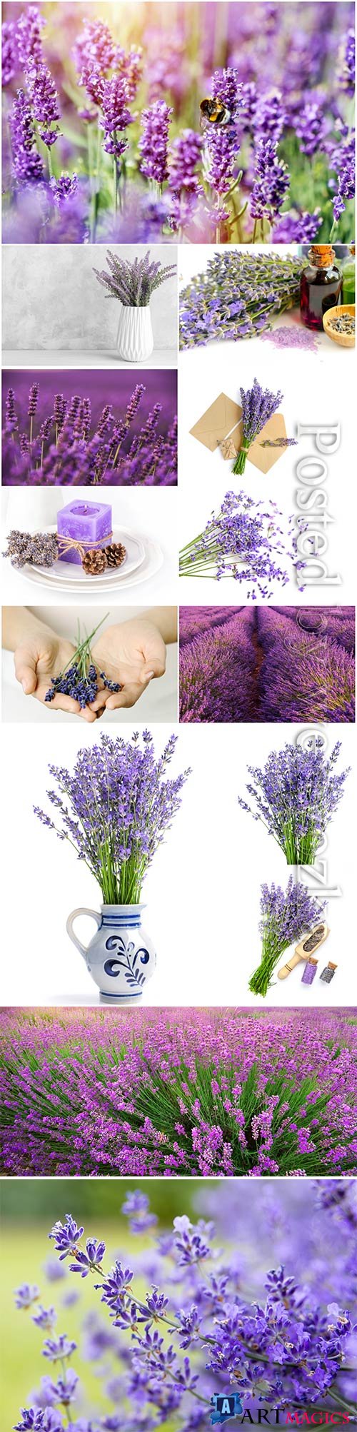 Beautiful lavender flowers