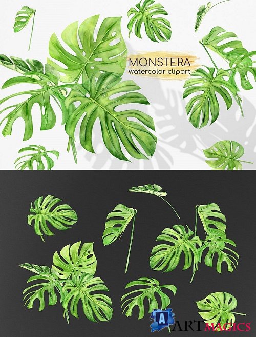 Watercolor Monstera Clipart. Tropical Clipart. Green Leaves - 515159