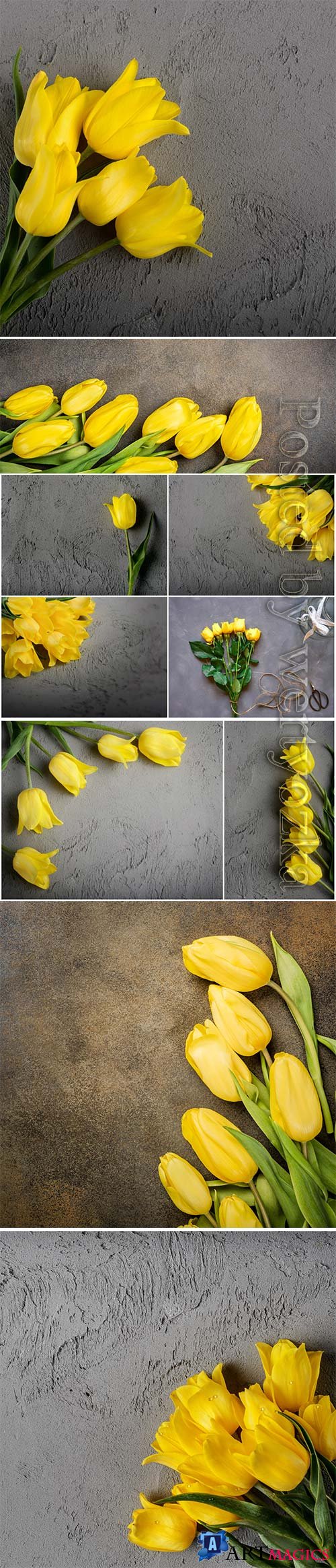 Beautiful yellow tulips stock photo