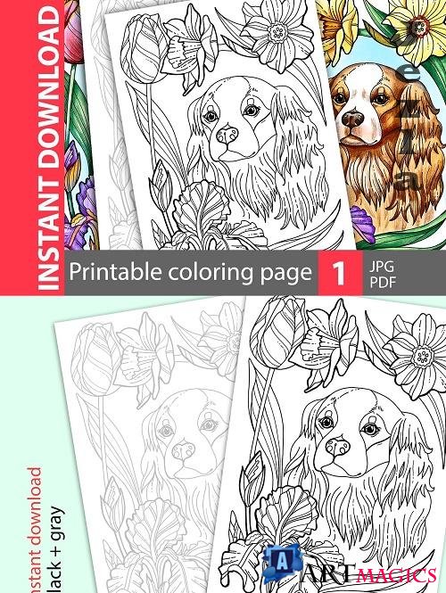 Cavalier King Charles. Coloring page - 4765332