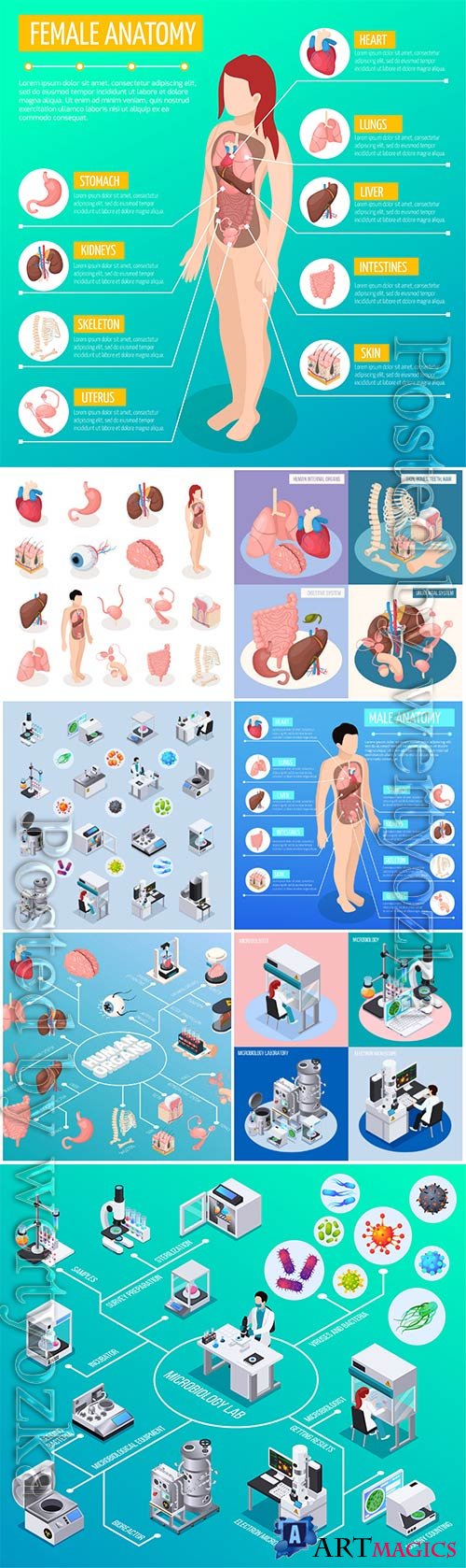 Isometric icons of human organs, medicine