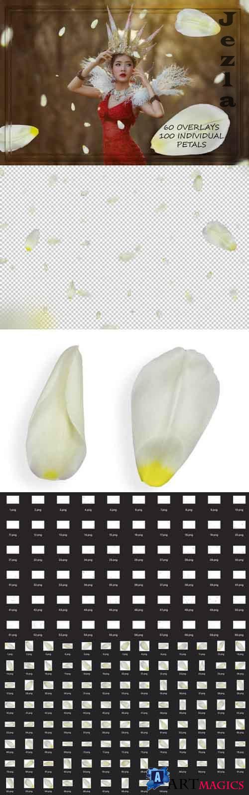 White Tulip Petals Overlays