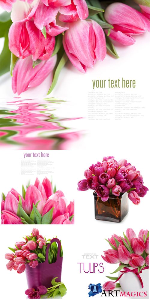 Pink tulips stock photo
