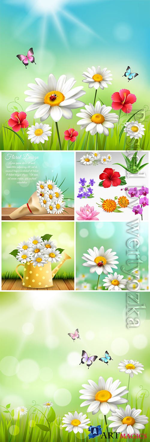 Beautiful flowers, chamomile in vector