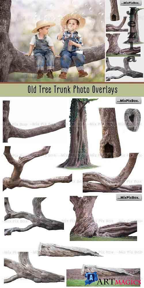 Old Tree Trunk Photo Overlays - 6116946