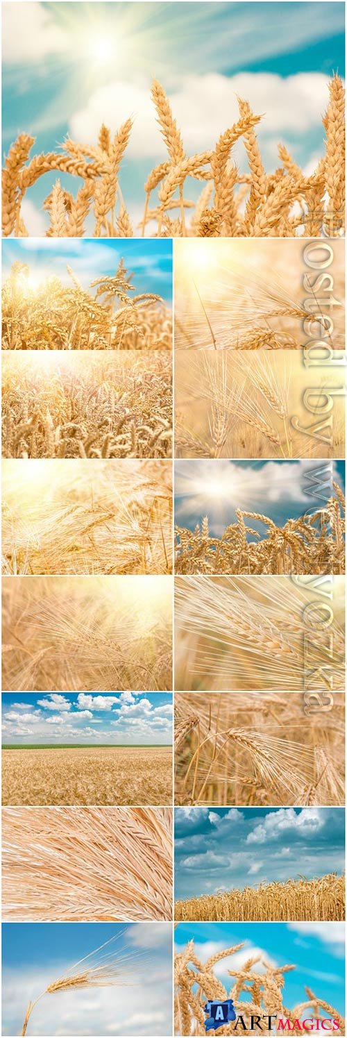Ripe wheat fields stock photo