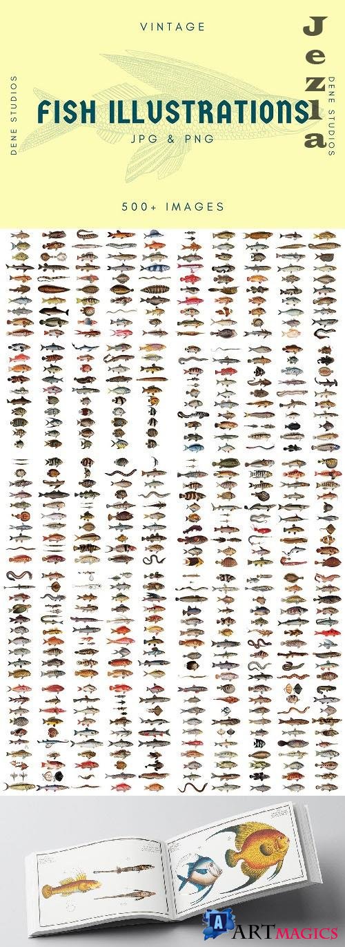 500+ Vintage Fish Illustrations - 6418788