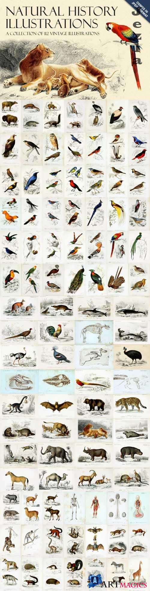 Natural History Illustrations