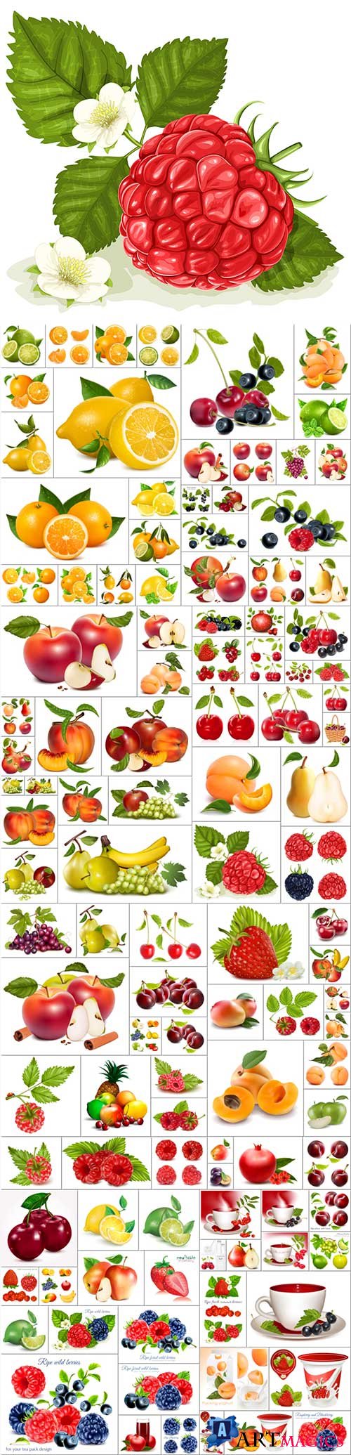 Fruits, berries, citrus bundle vol 1