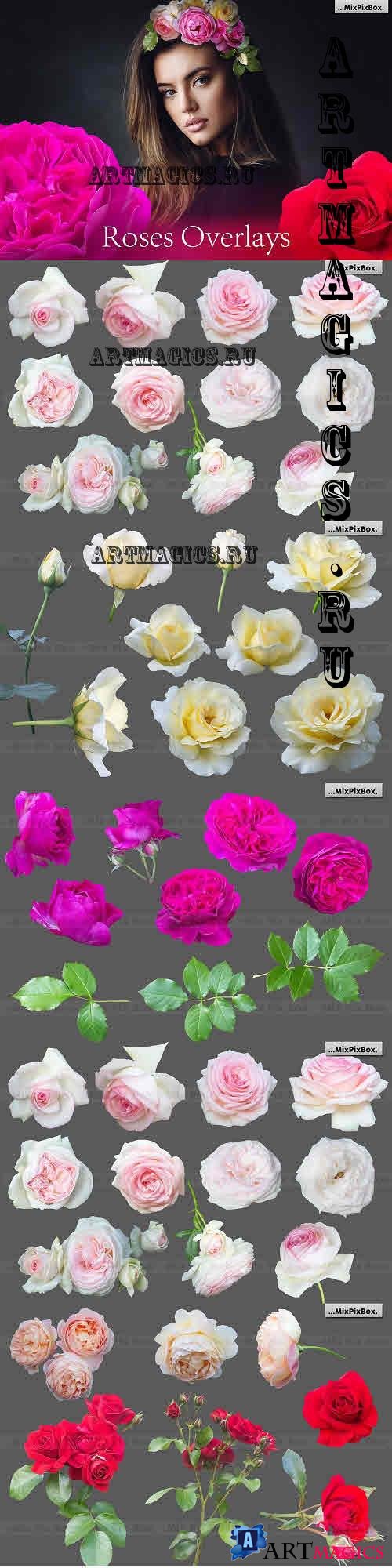 Roses Photo Overlays - 7552048