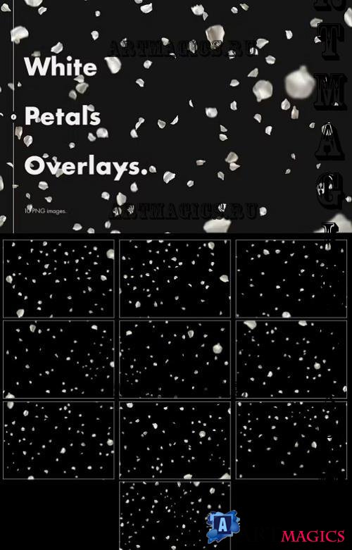 White Petals Overlays - Z8R53JK
