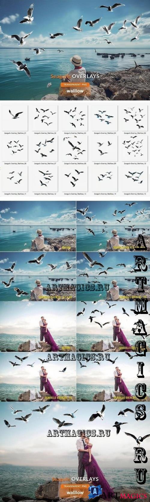 Seagull Photo Overlays PNG - 288812831 - 836EMD2