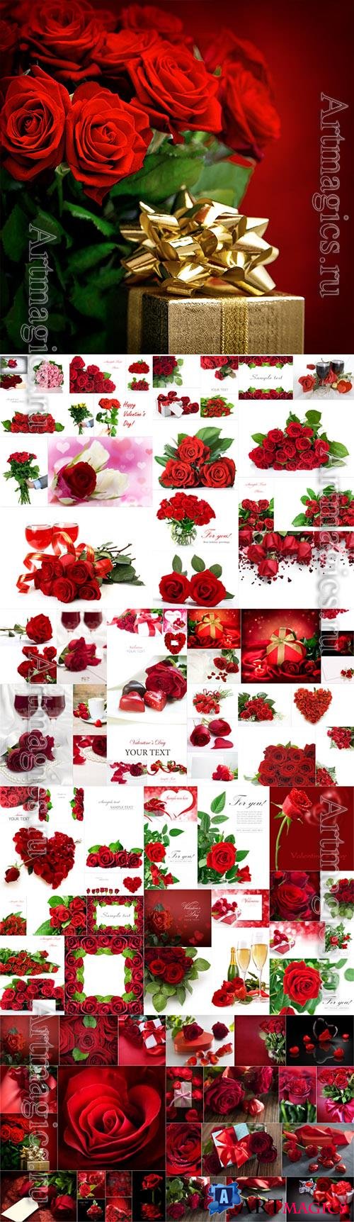 Roses, backgrounds with beautiful flowers stock photo set