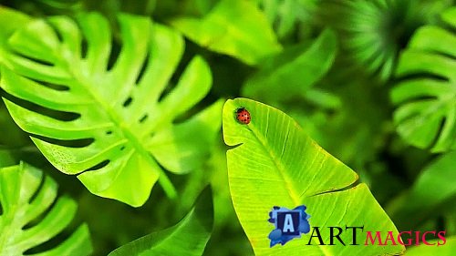 Nature Logo 1056395 - After Effects Templates